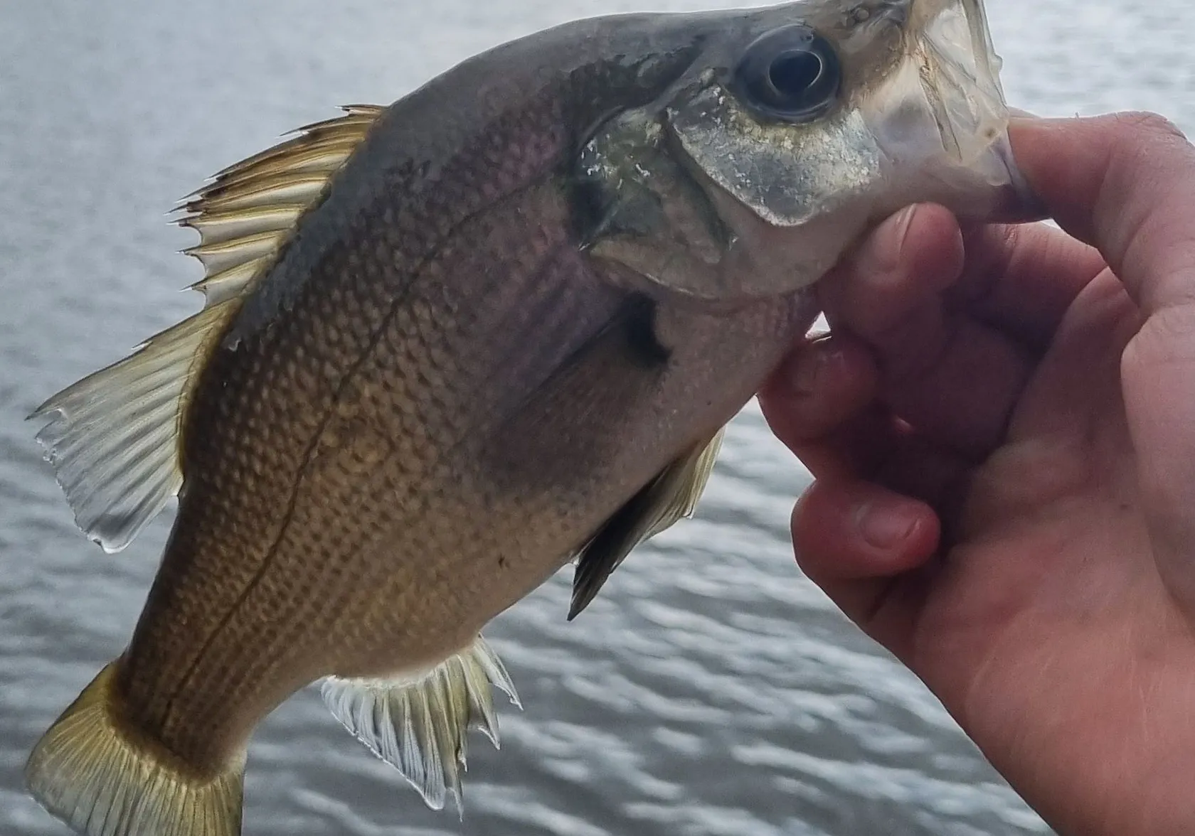 Estuary perch