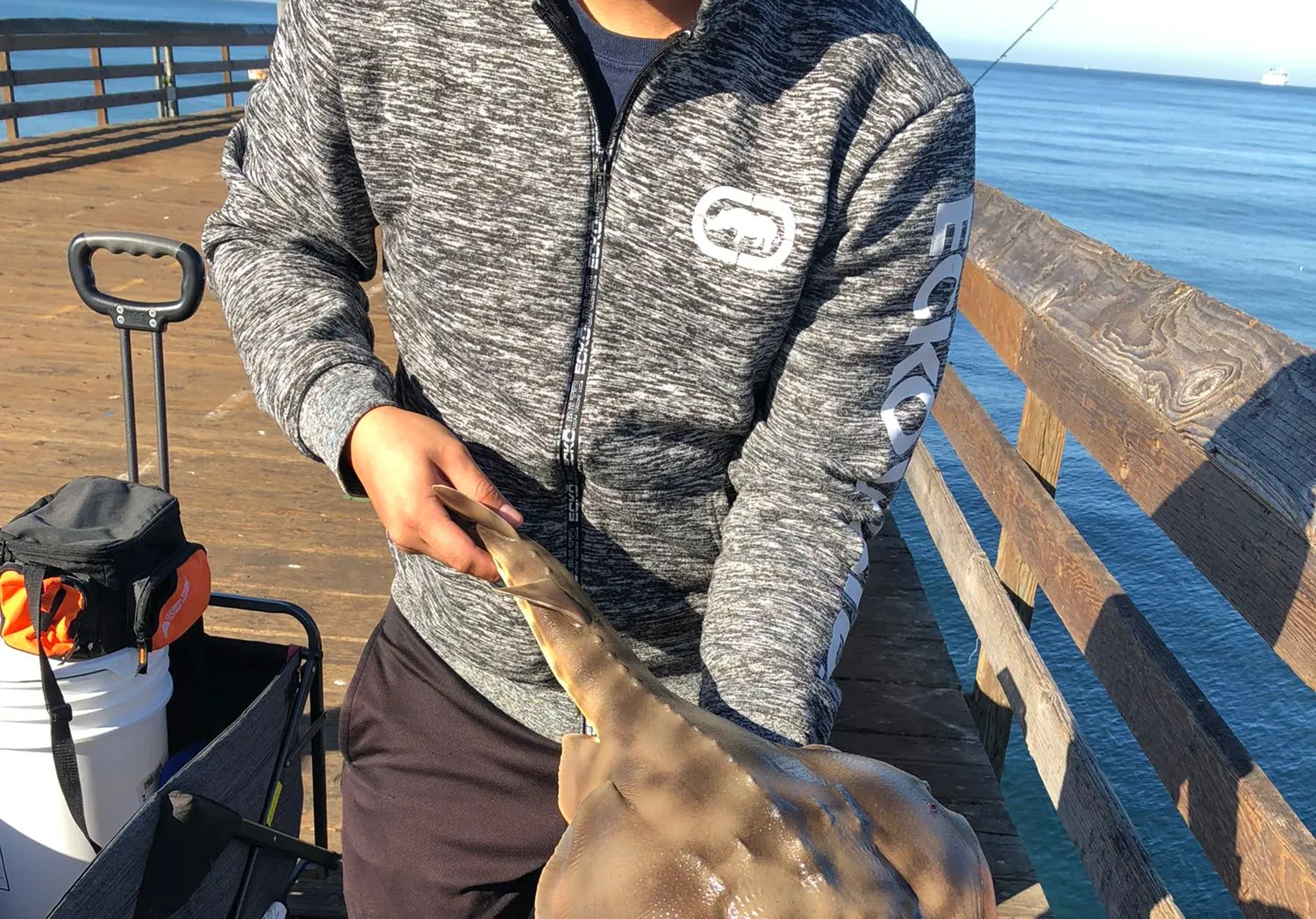 Pacific shovelnose guitarfish