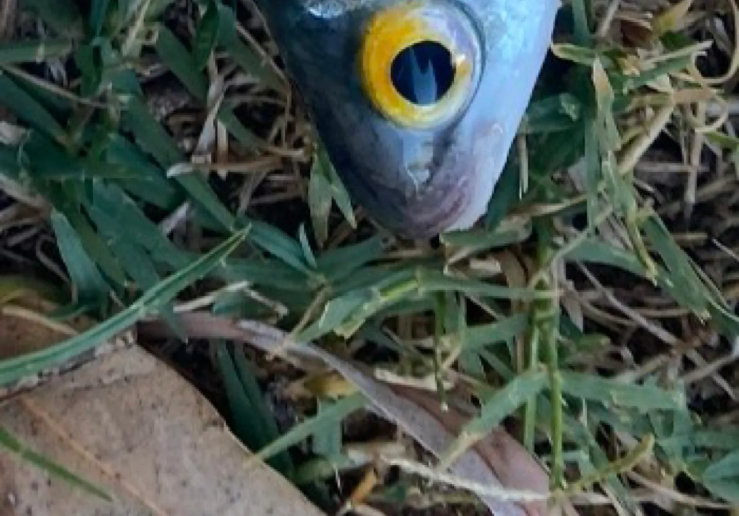 Australian grayling