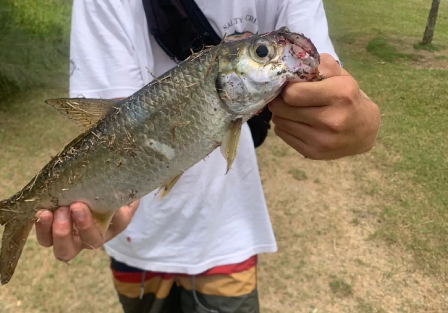 Indo-Pacific tarpon