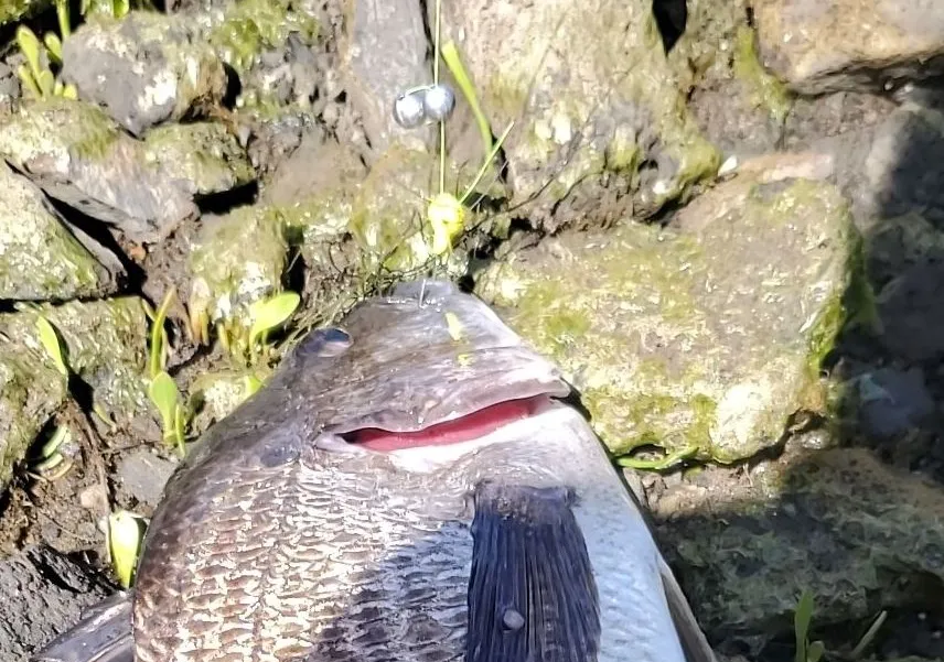 Pacific seabream