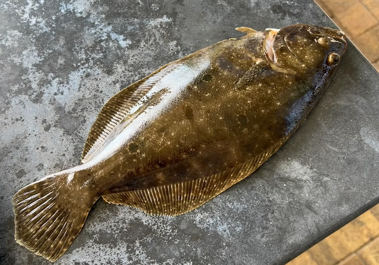 Southern flounder