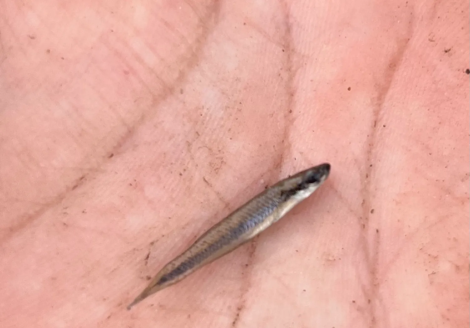 Blackstripe topminnow