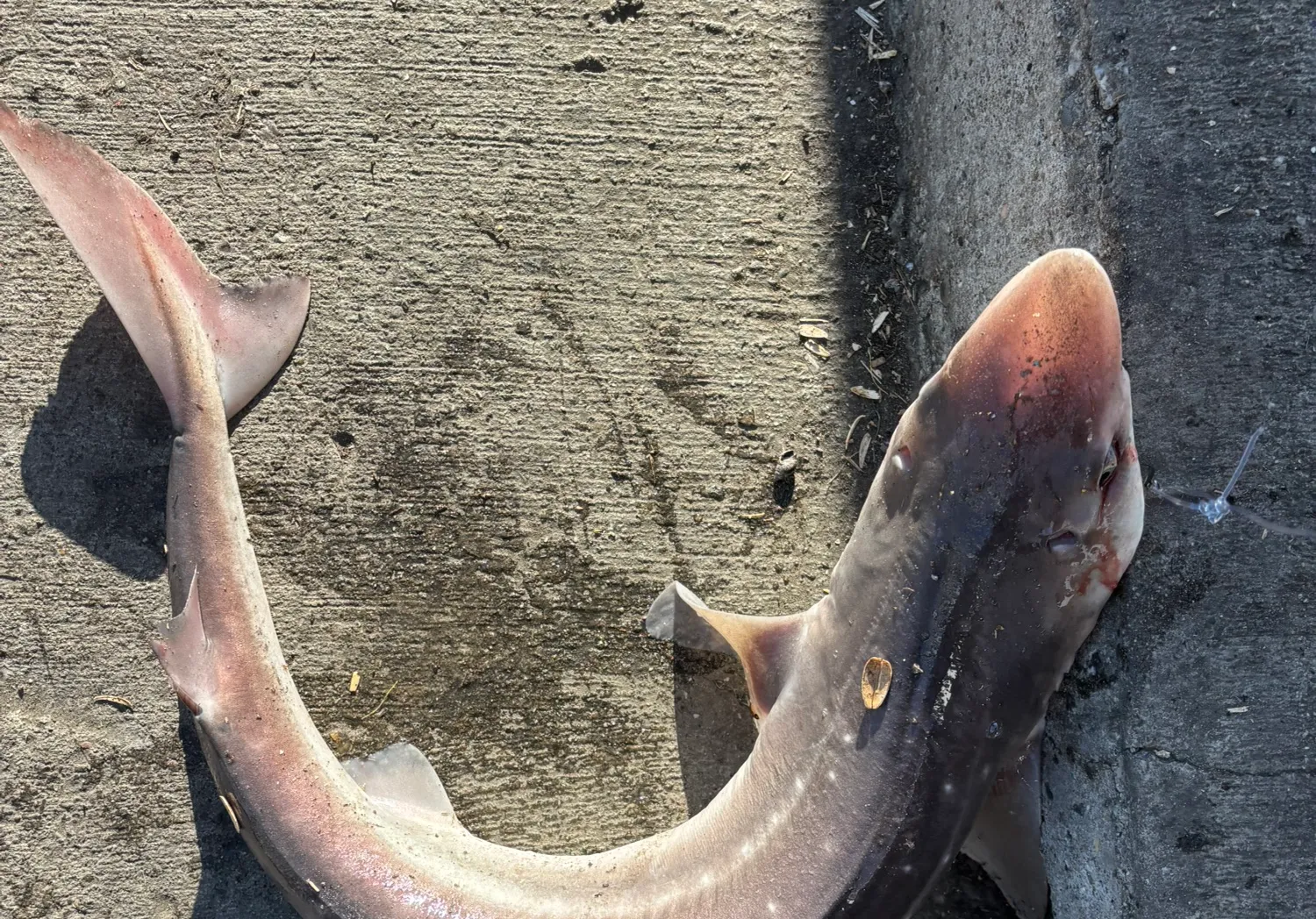 Bluntnose sixgill shark