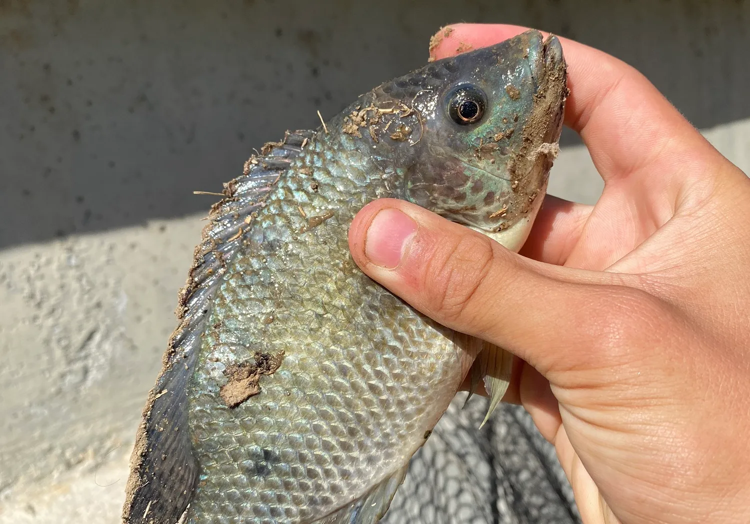 Kariba tilapia