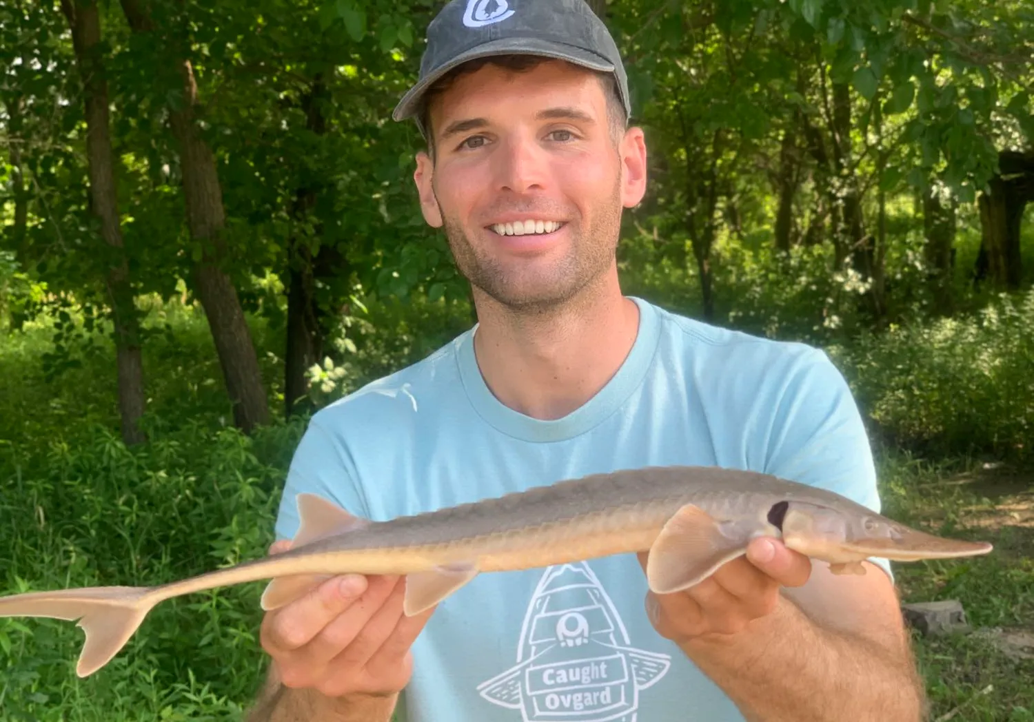 Shovelnose sturgeon