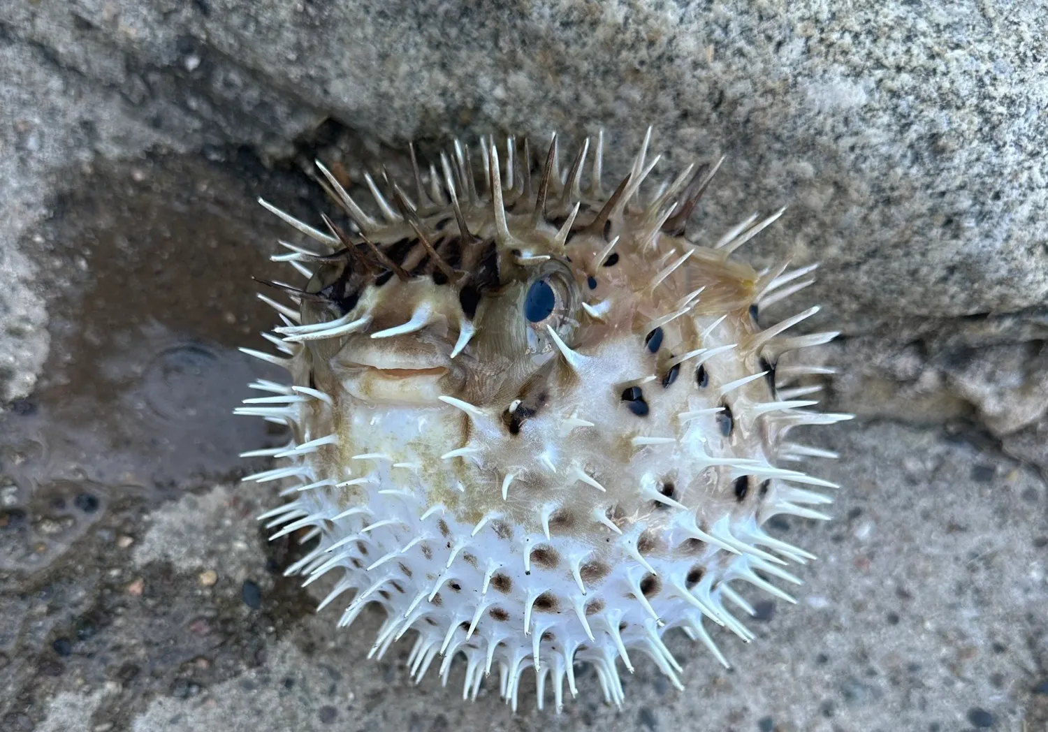 Longspined porcupinefish