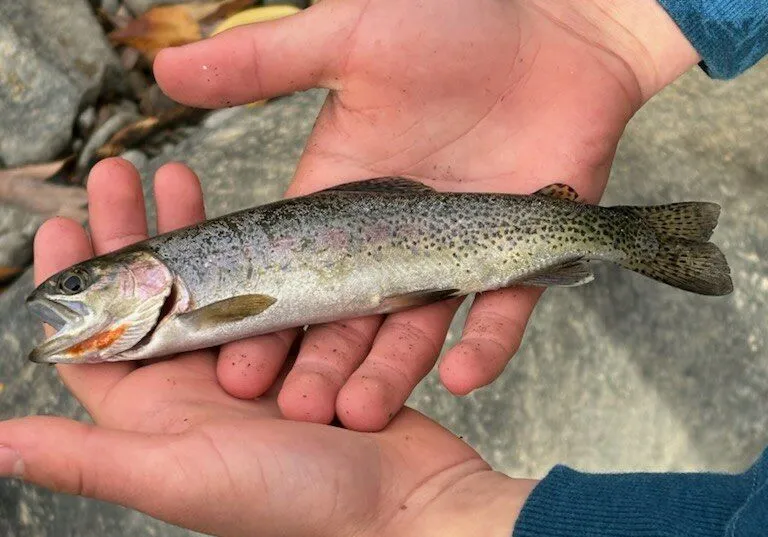 Westlope cutthroat trout