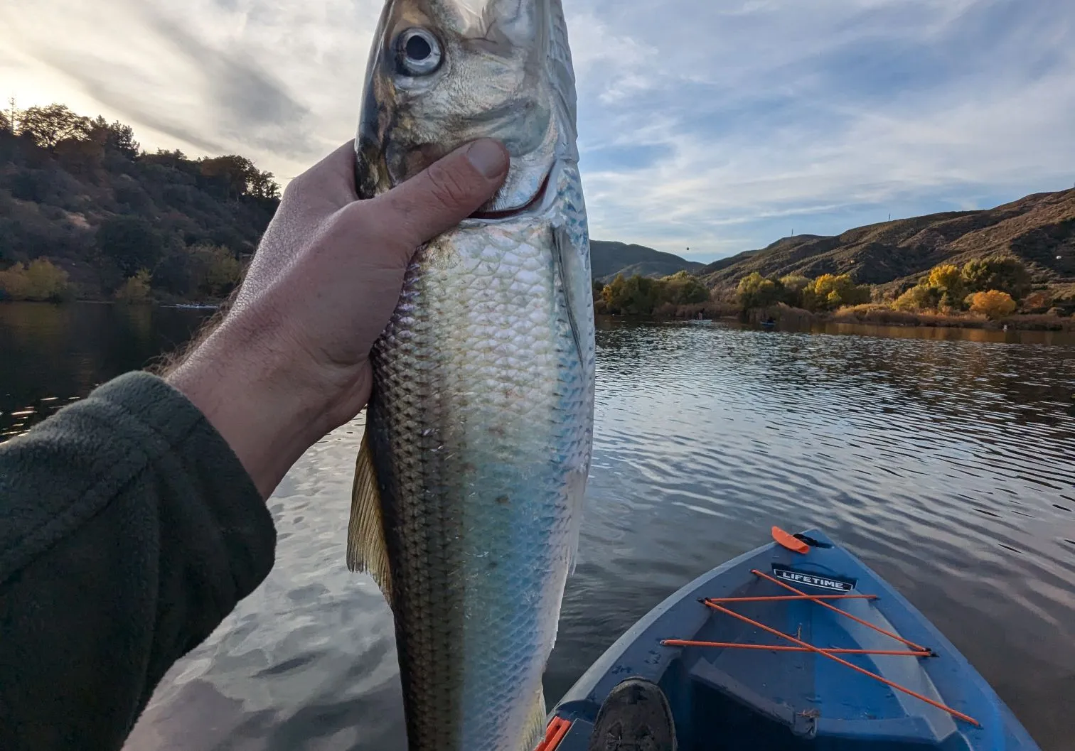 American shad