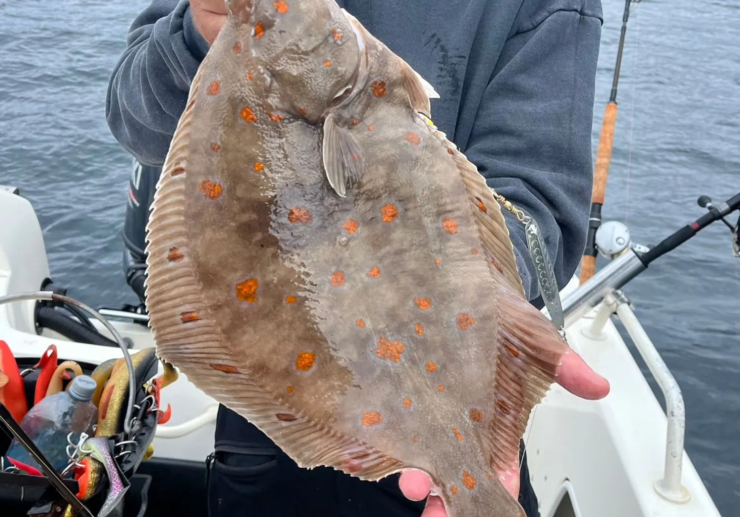 European plaice