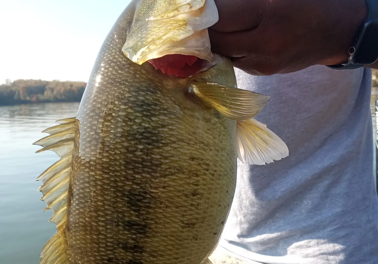 Meanmouth bass