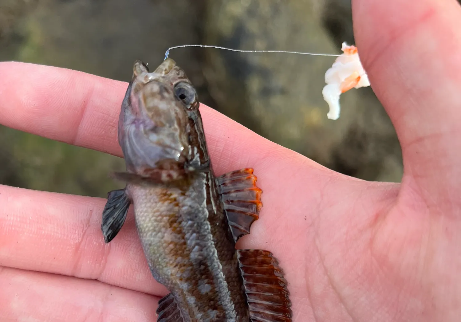 Rock goby