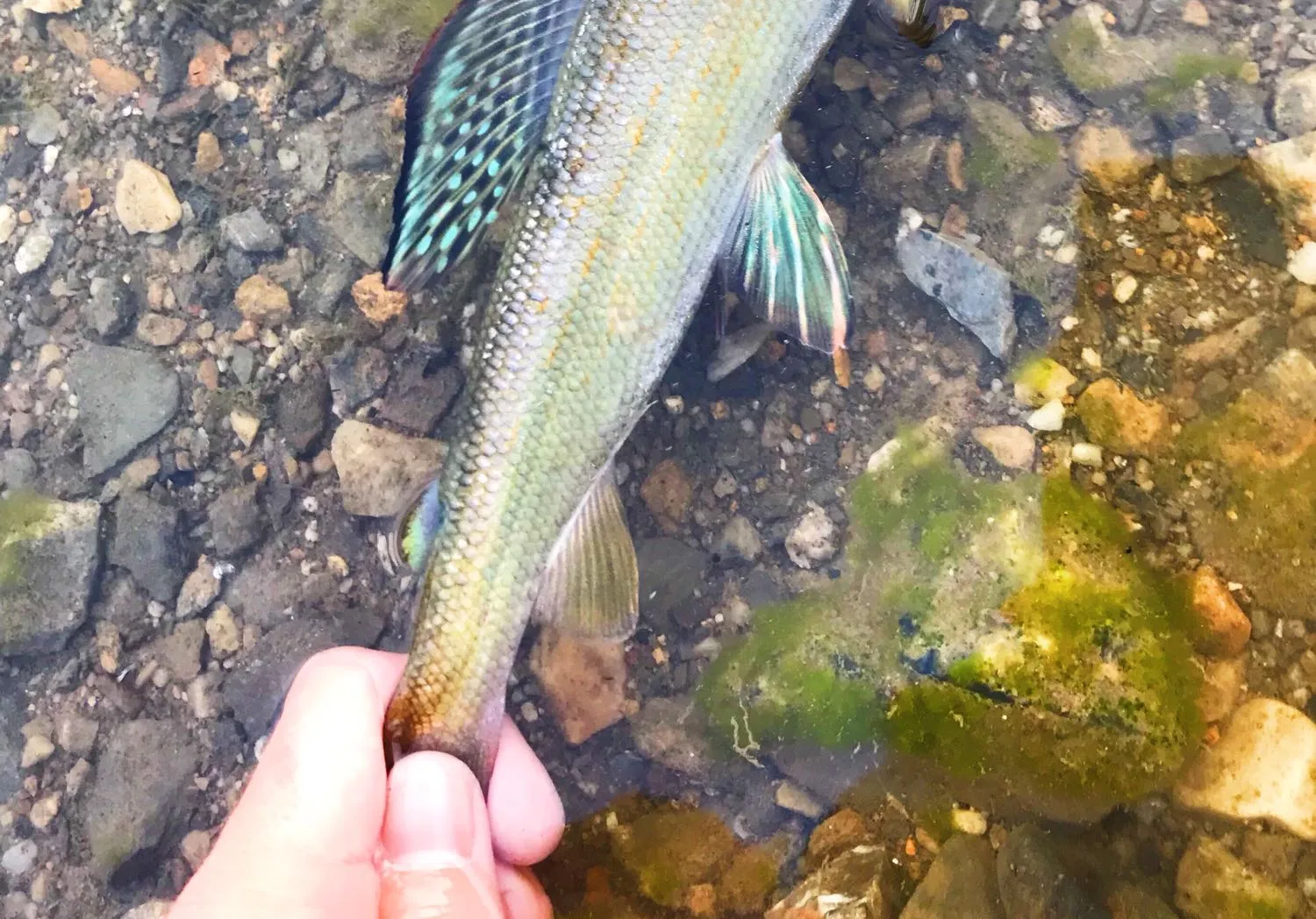 Arctic grayling