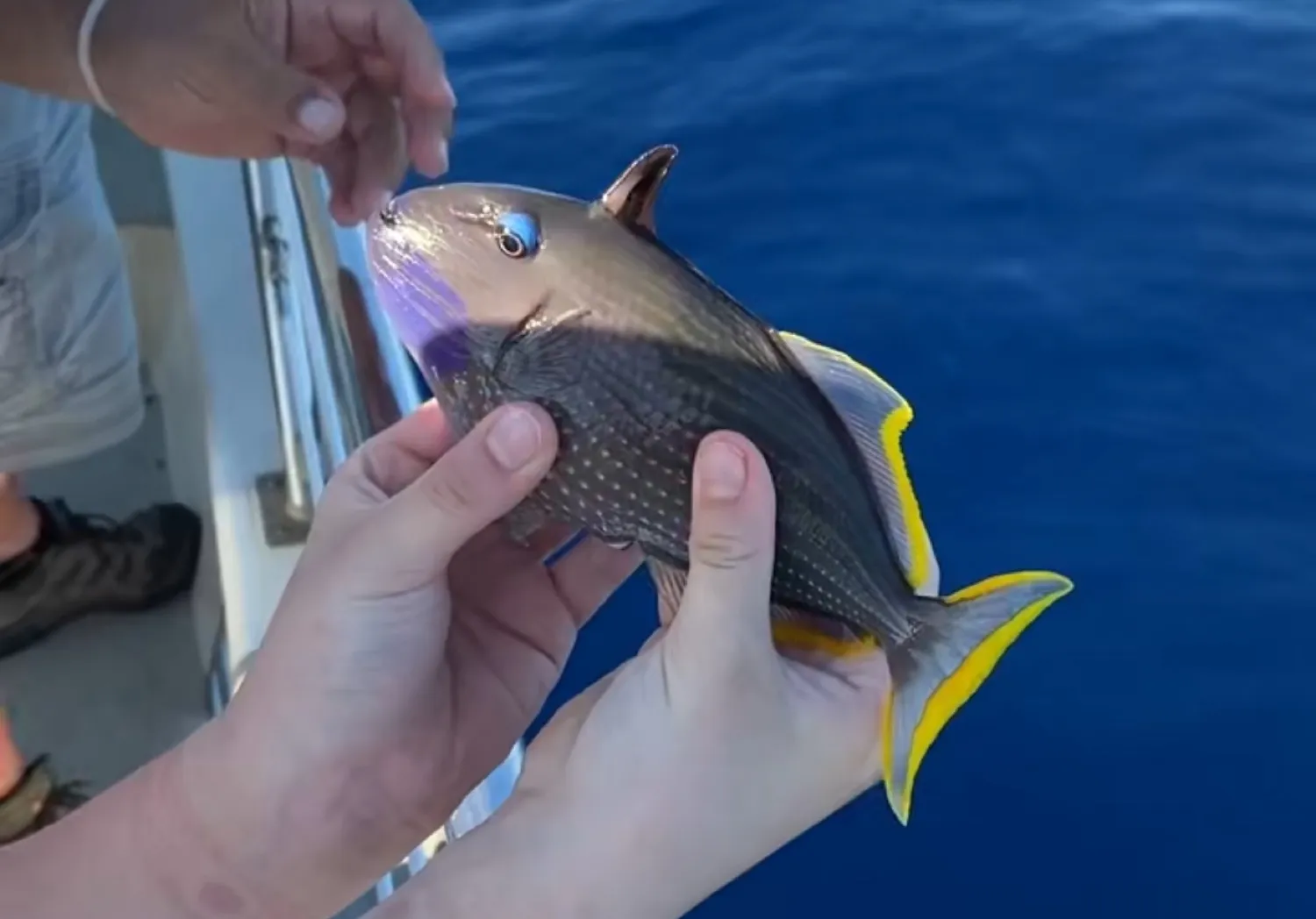 Black triggerfish