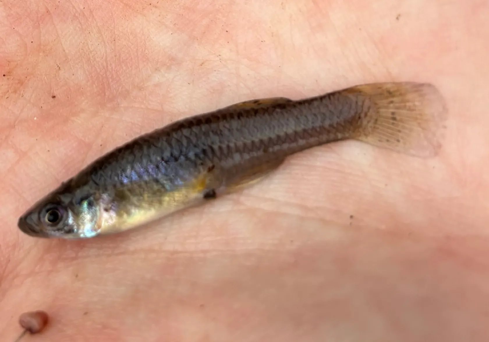 Eastern mosquitofish