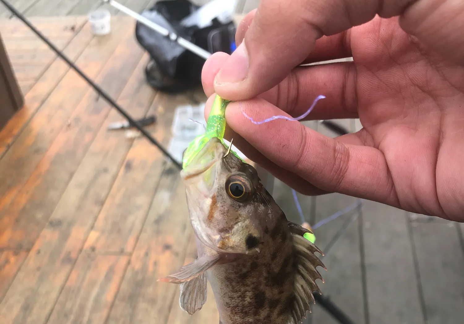 Brown rockfish