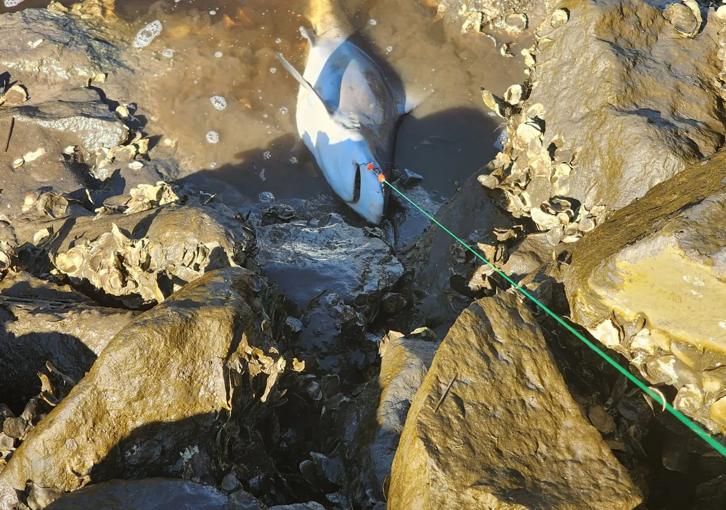 Atlantic sharpnose shark