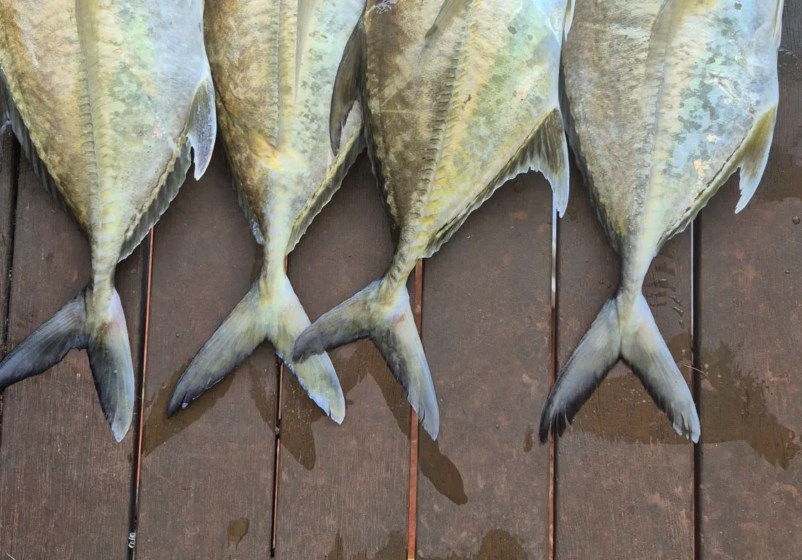 Golden trevally