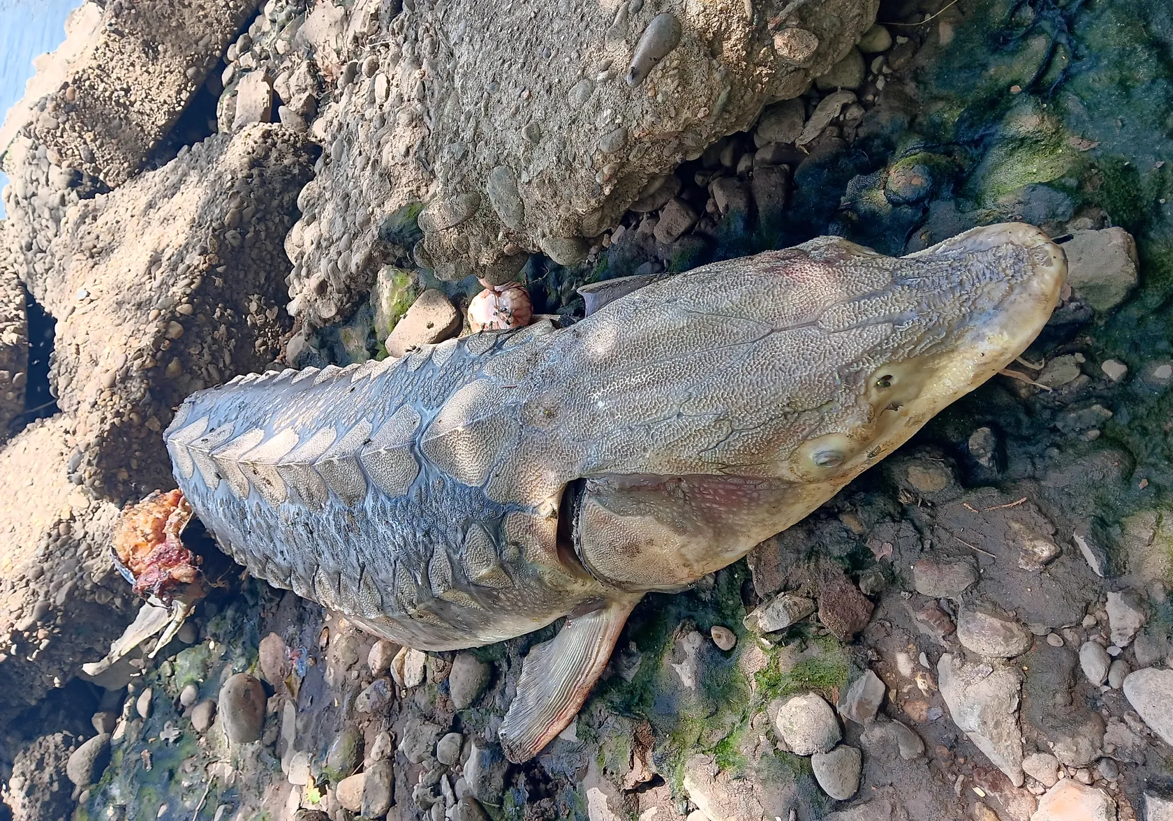 Atlantic sturgeon