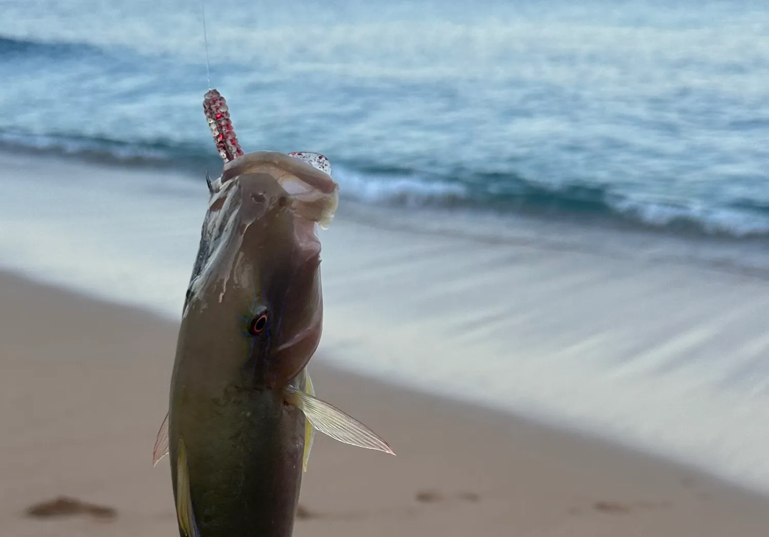 Goldsaddle goatfish