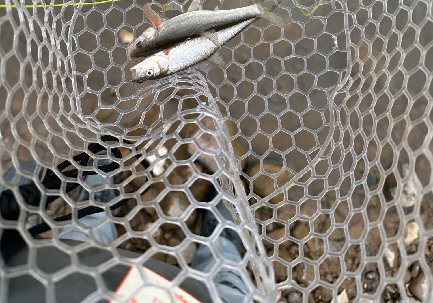 Rio Grande chub