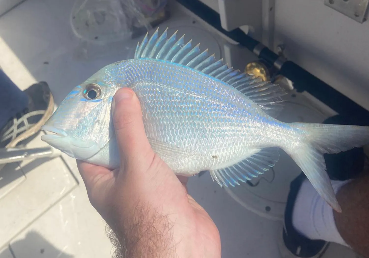 Littlehead Porgy