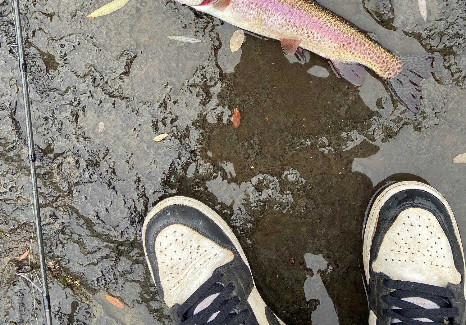 Great basin redband trout