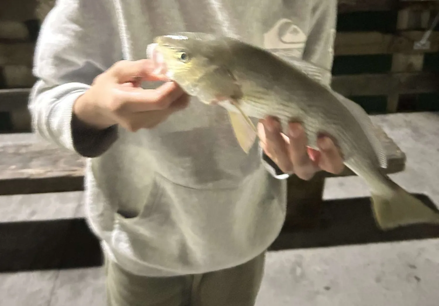 Spotfin croaker