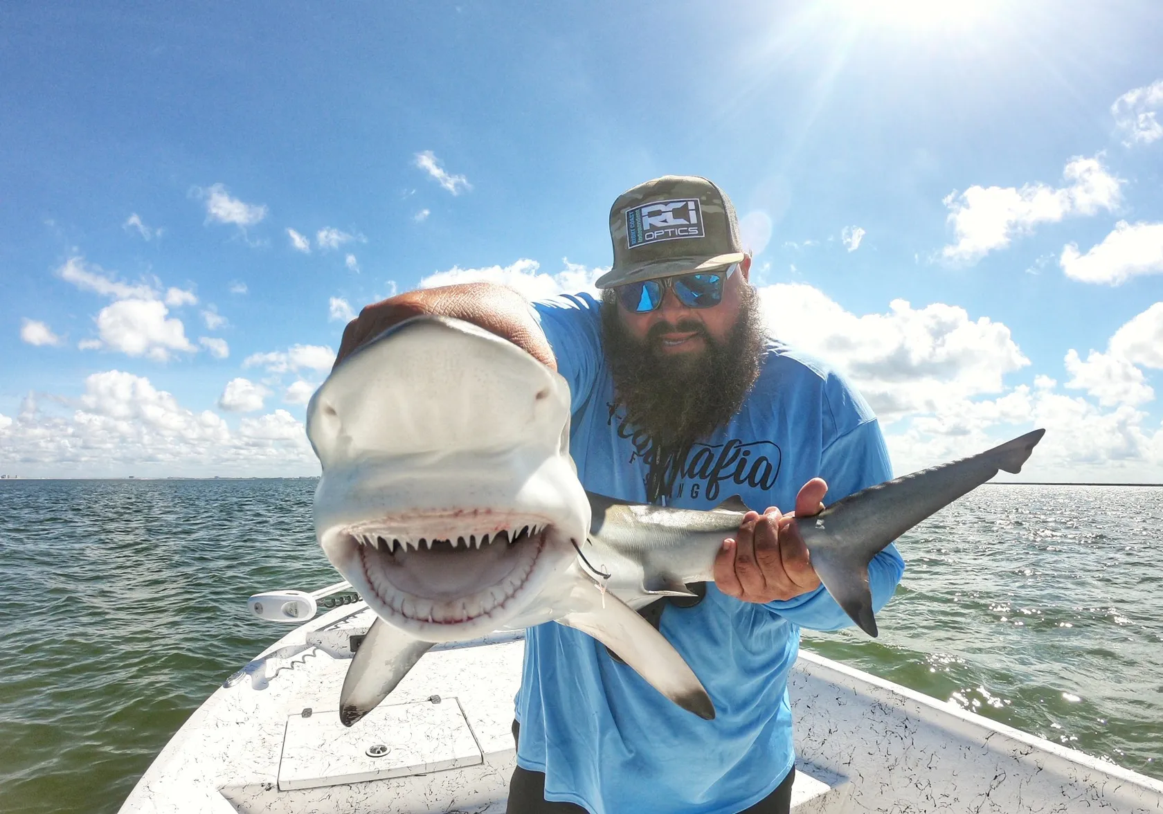 Blacktip shark