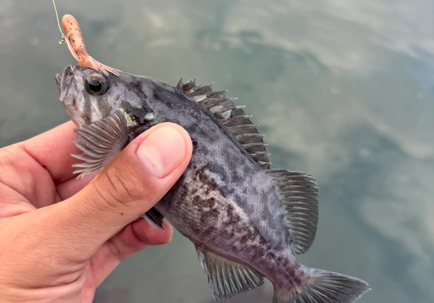 Blue rockfish