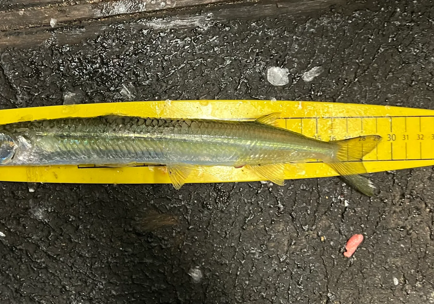 Eastern sea garfish