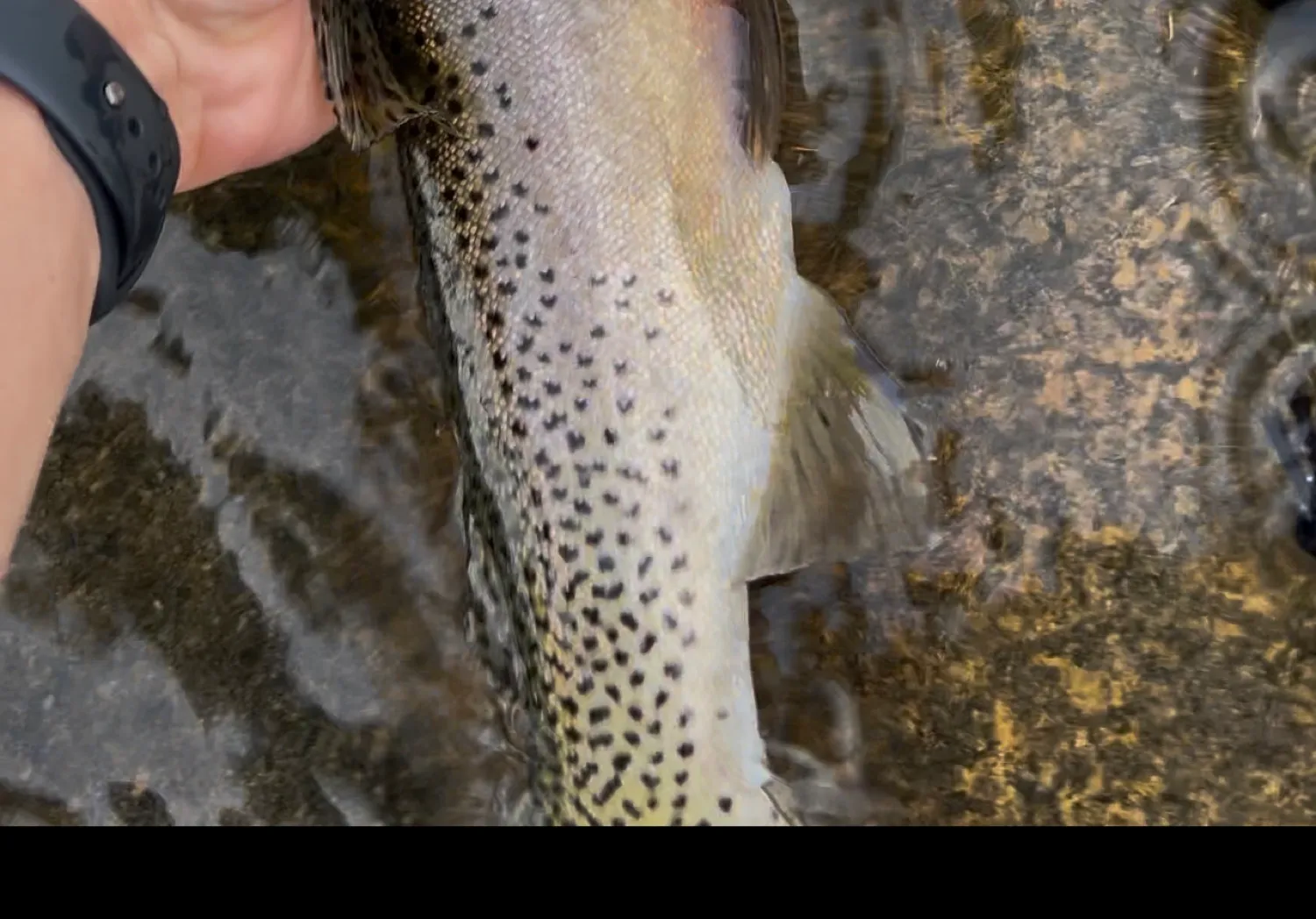 Westlope cutthroat trout