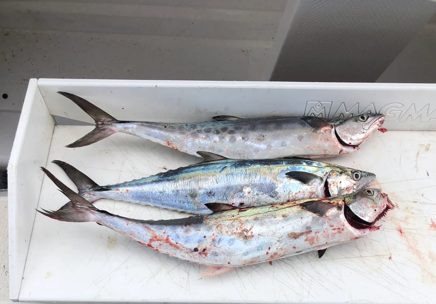 Queensland school mackerel