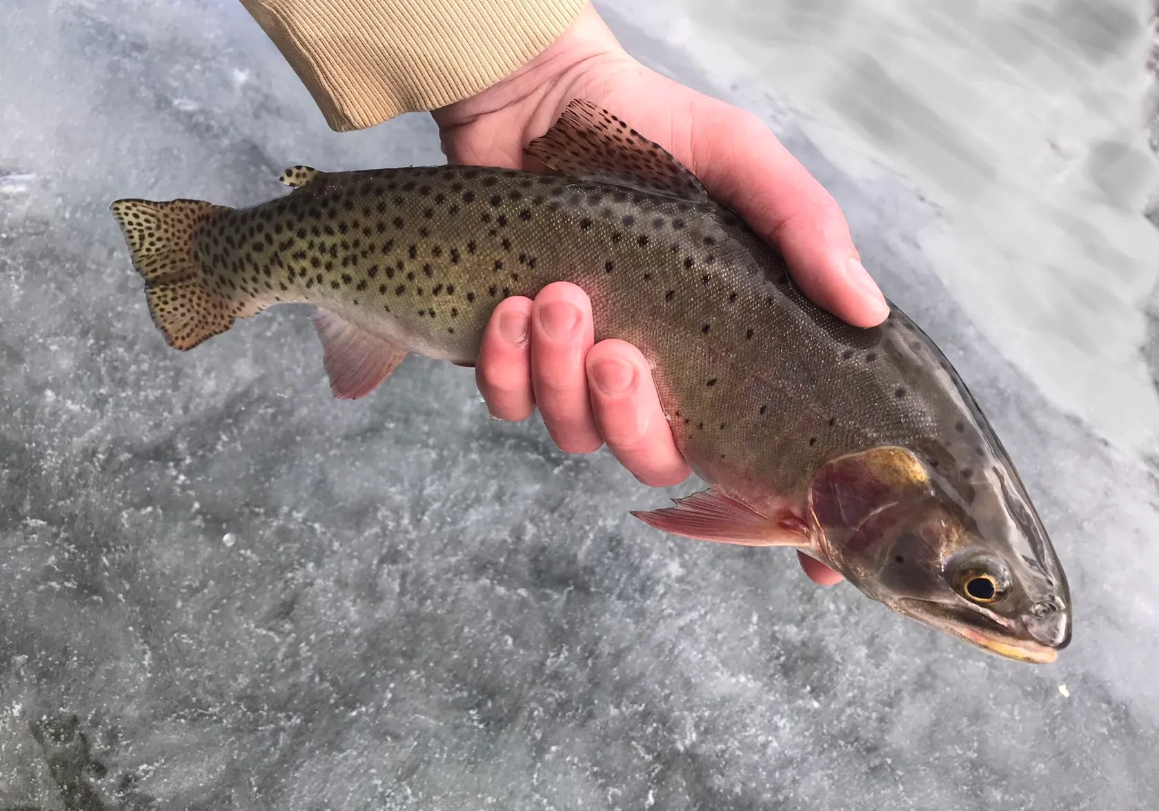 Colorado river cutthroat trout