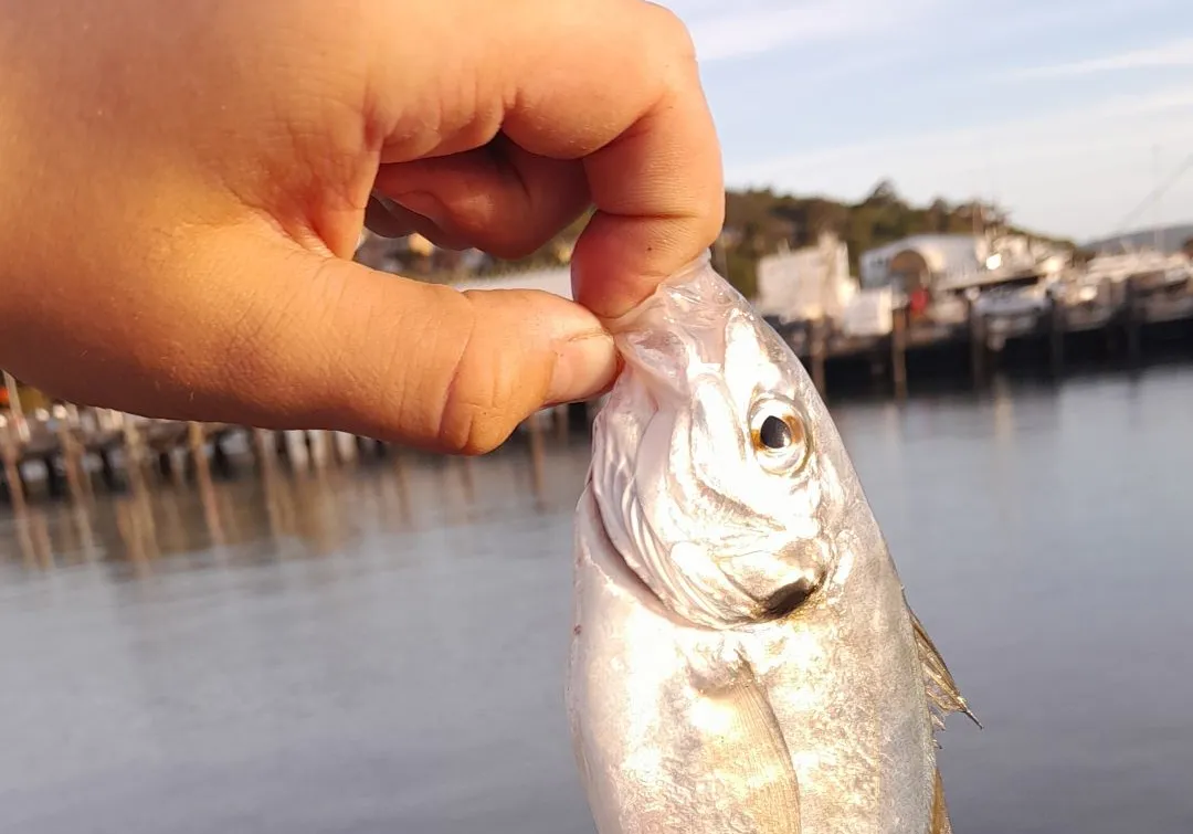 Brassy trevally