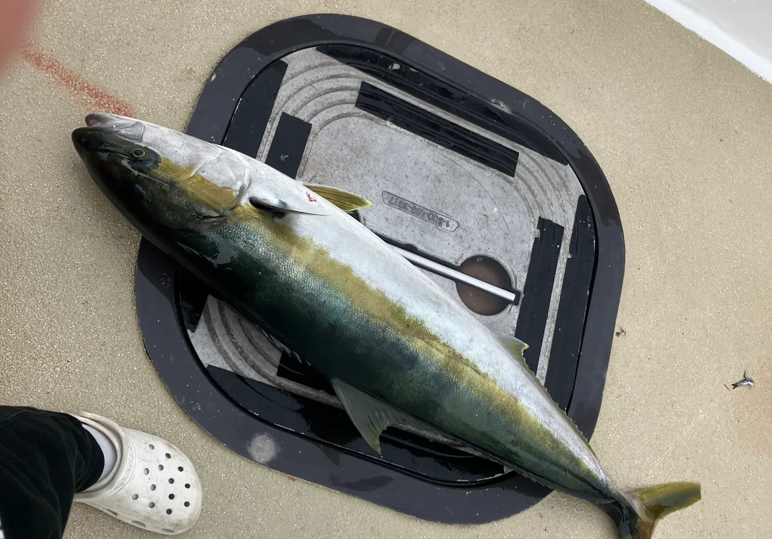 Japanese amberjack