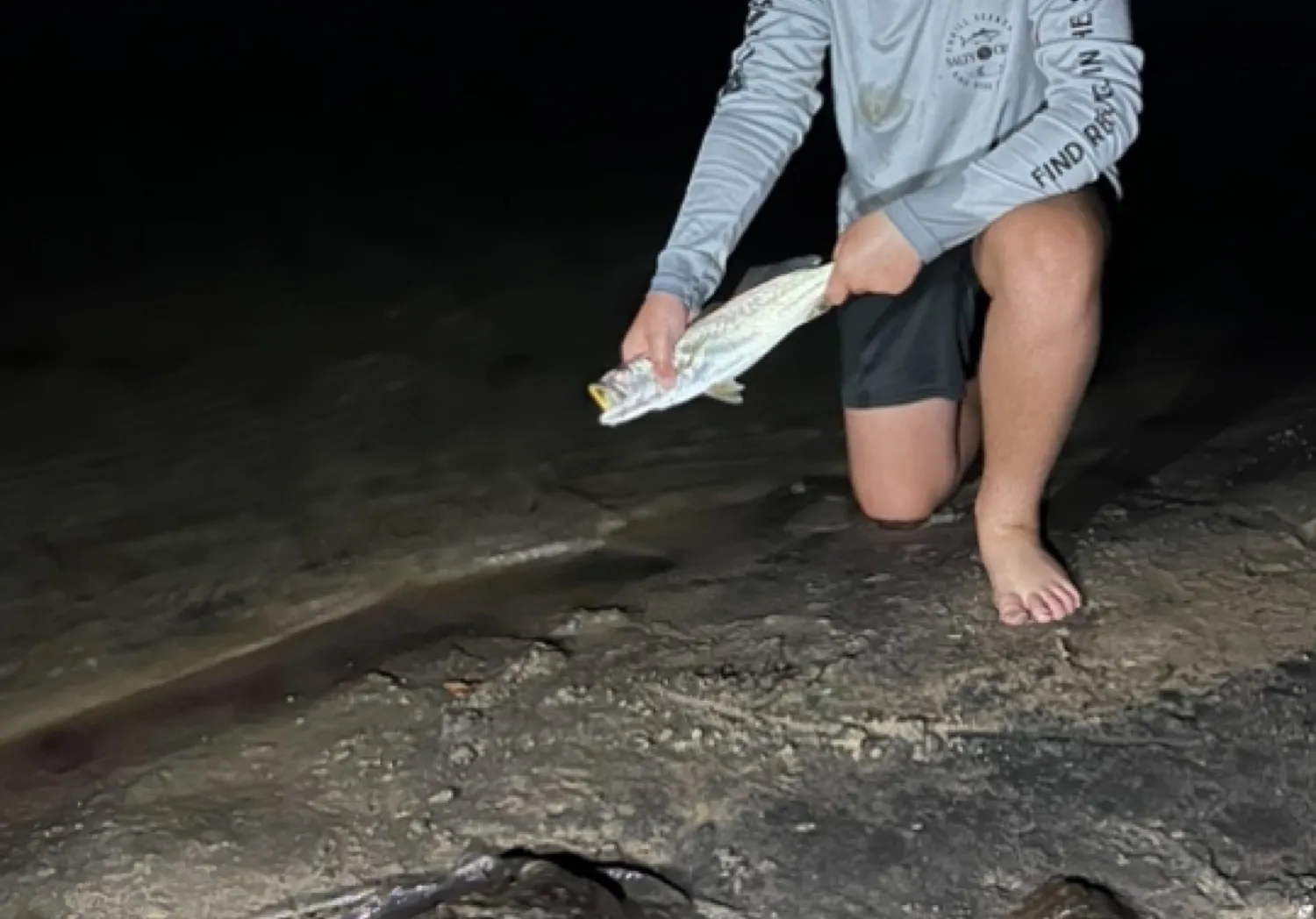 Stolzmann's weakfish