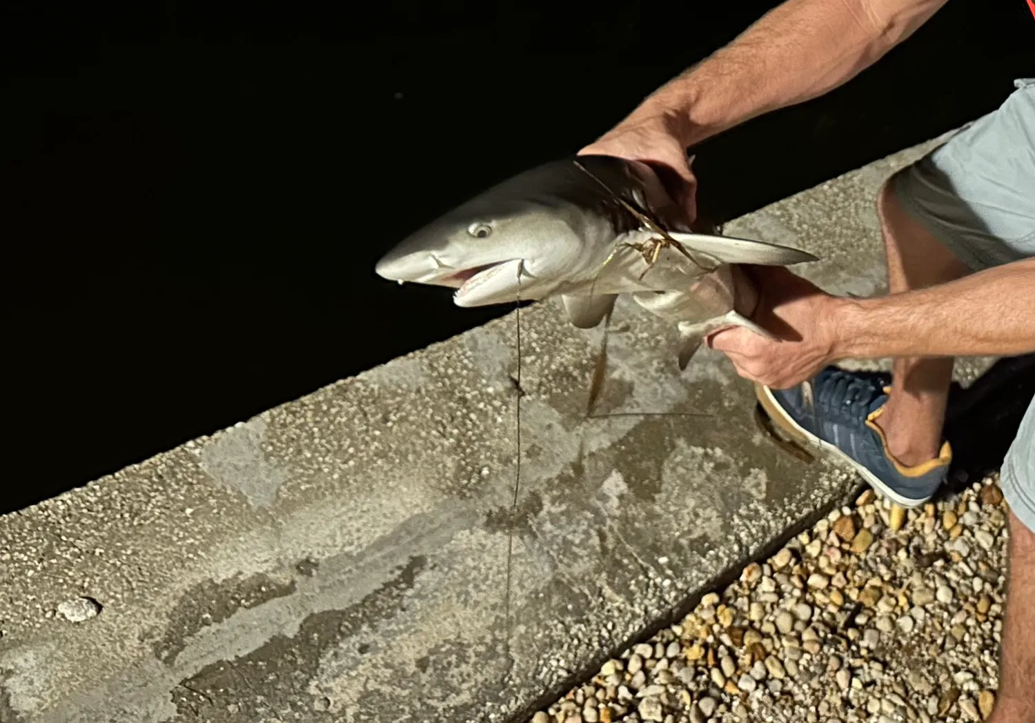 Spinner shark