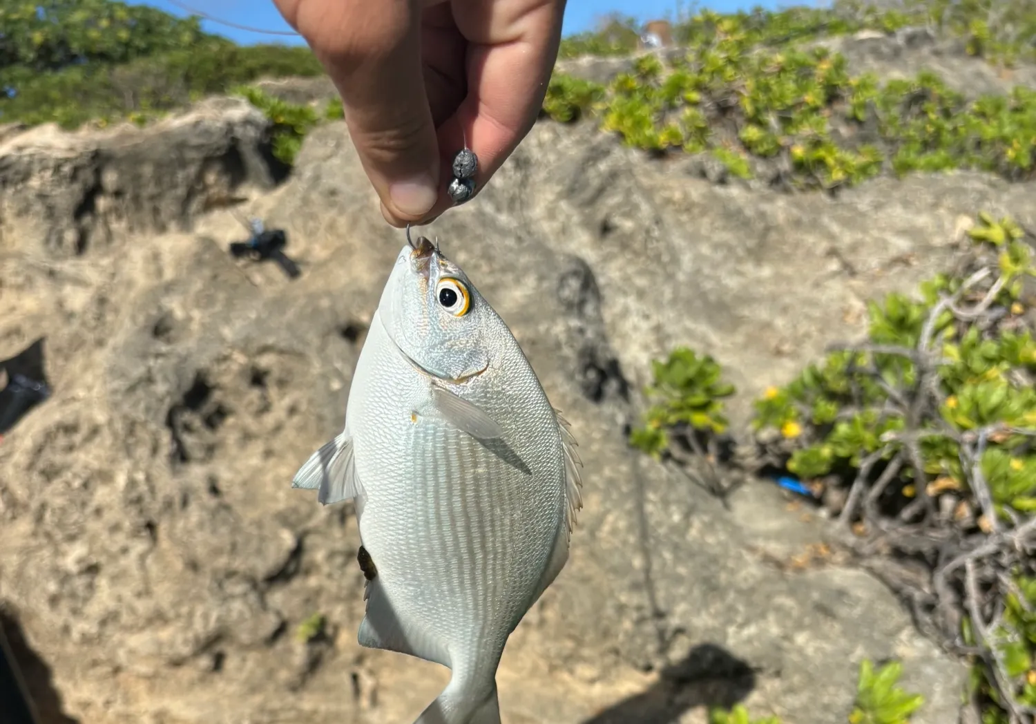 Brassy chub