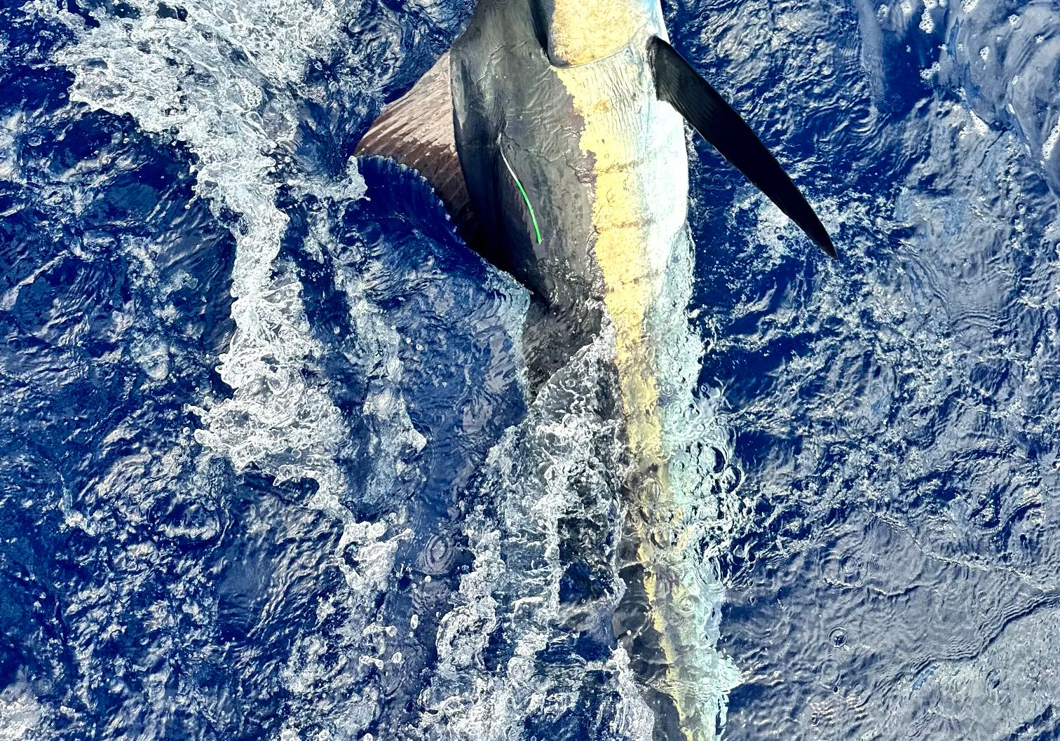 Indo-Pacific blue marlin