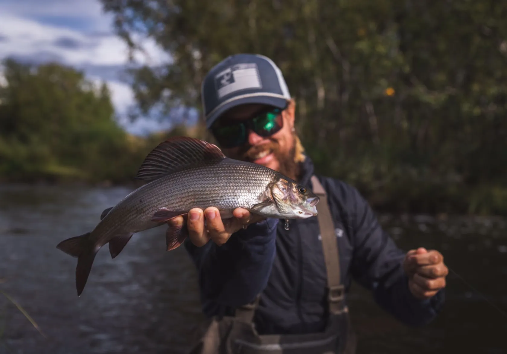 European grayling