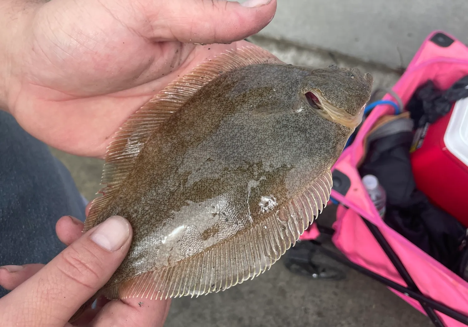 Pacific sanddab