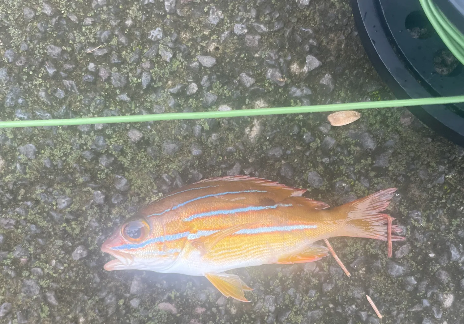 Common bluestripe snapper