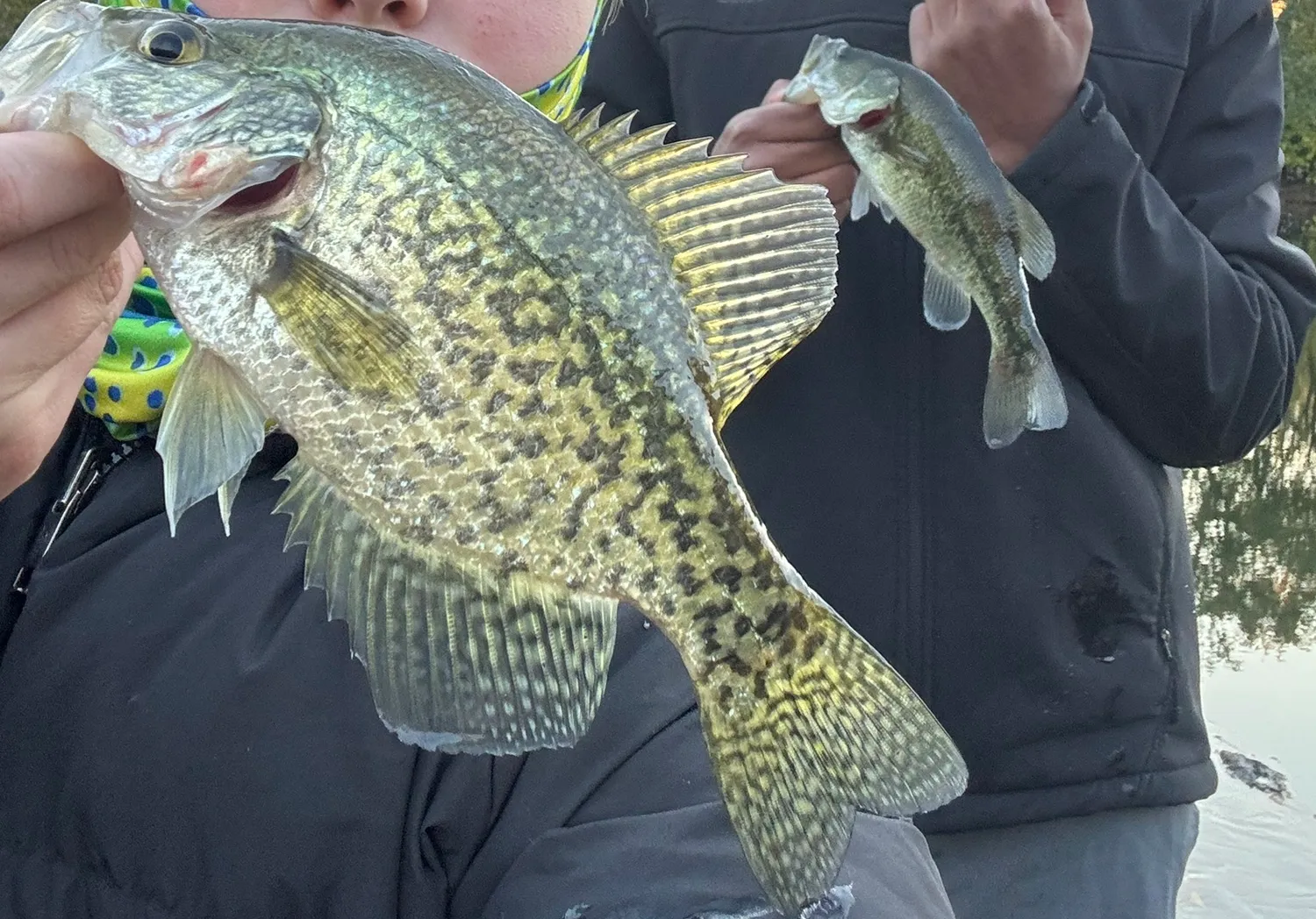 Black crappie