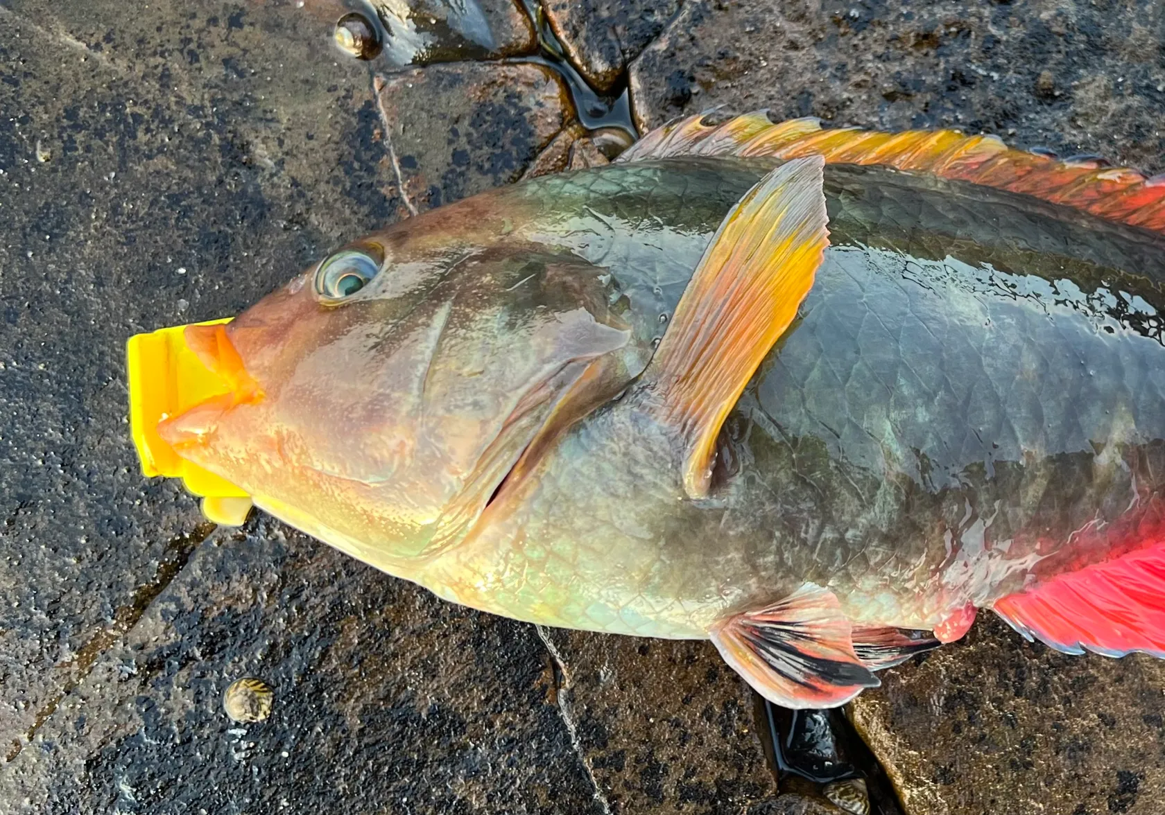 Crimsonband wrasse