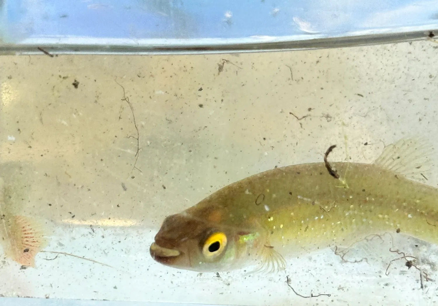 Golden topminnow