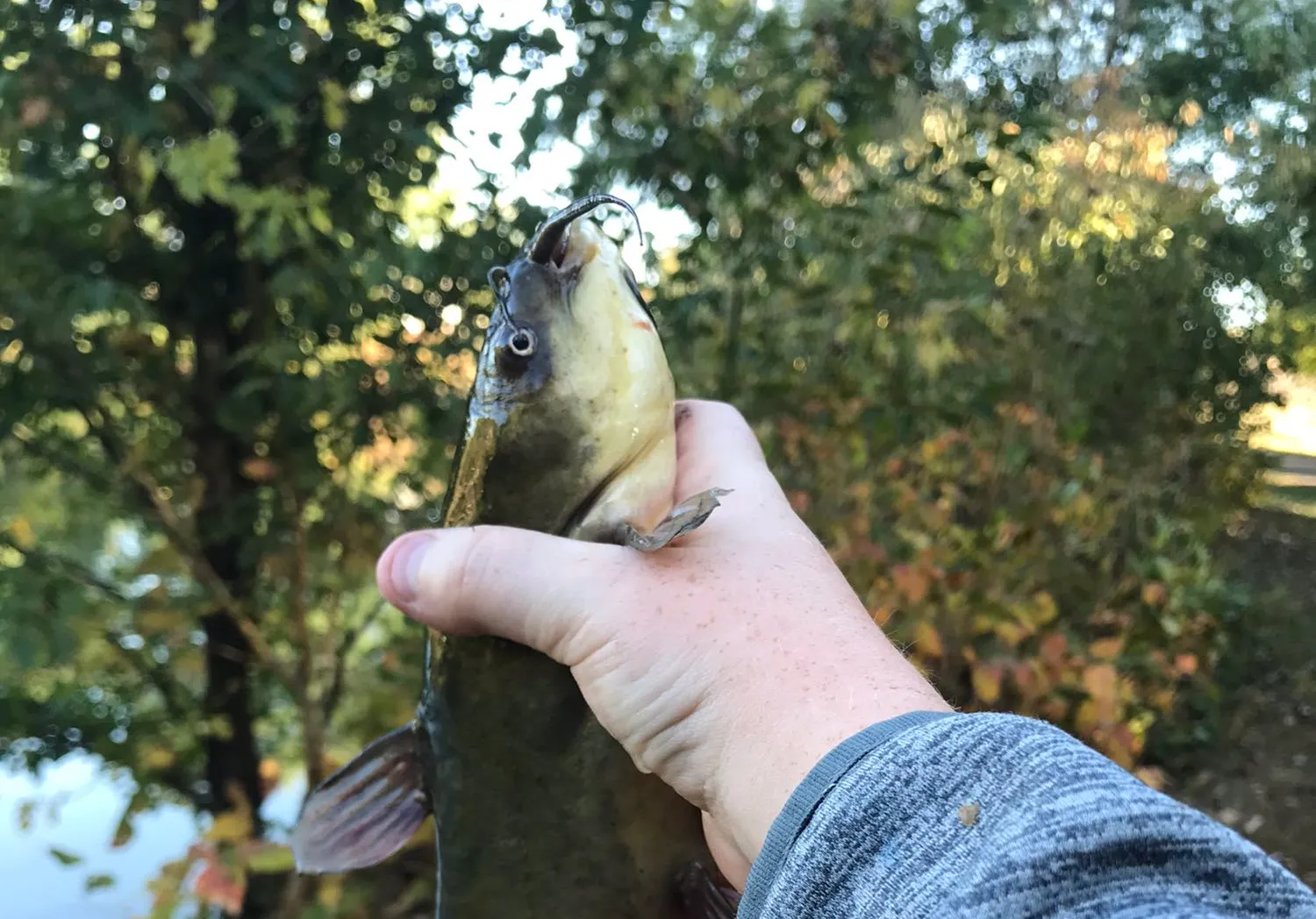 Yellow bullhead