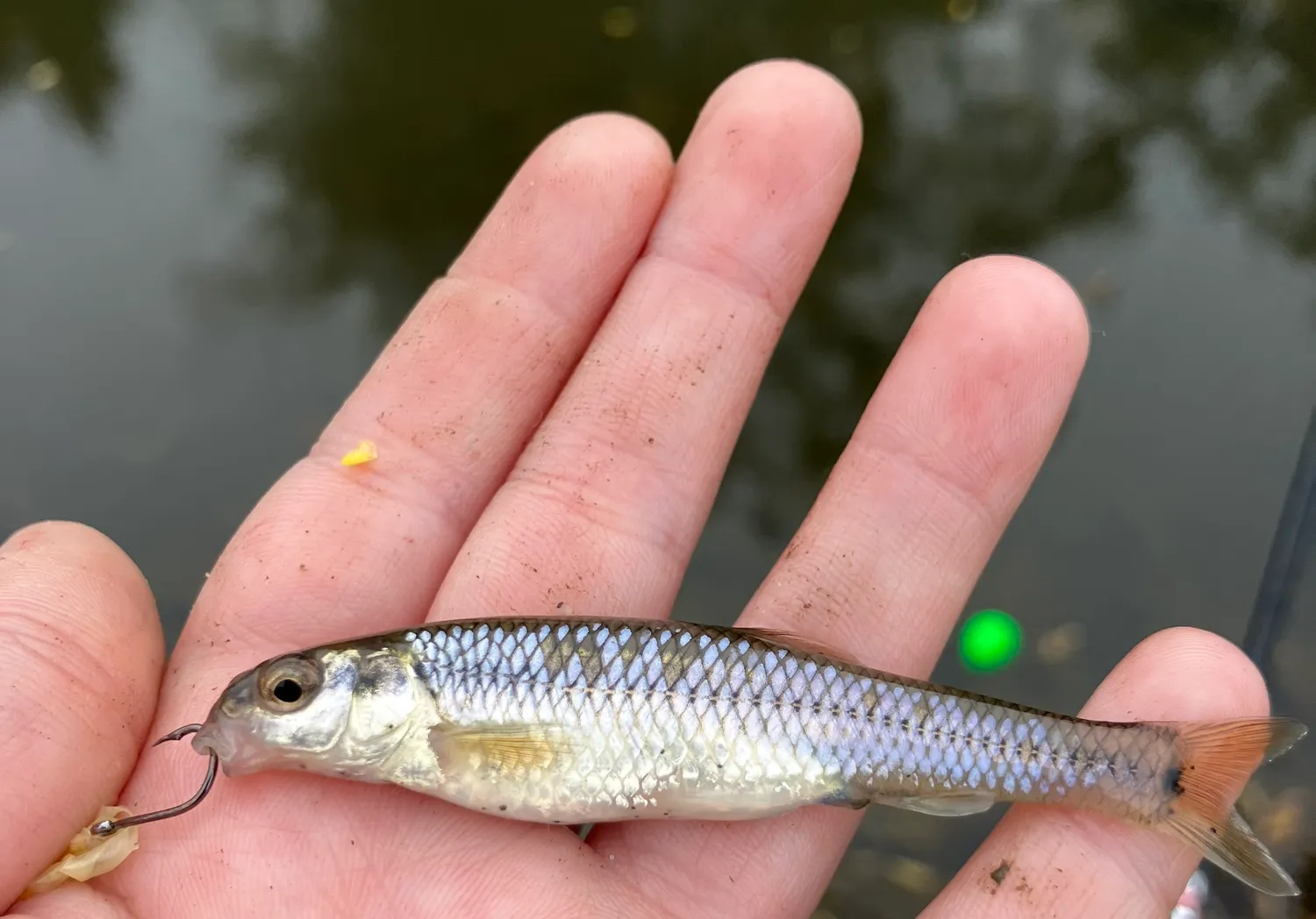 Bluntnose minnow