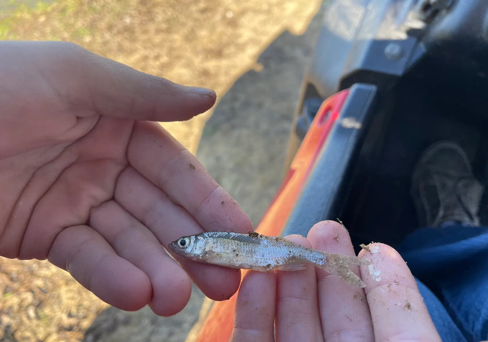 Striped shiner