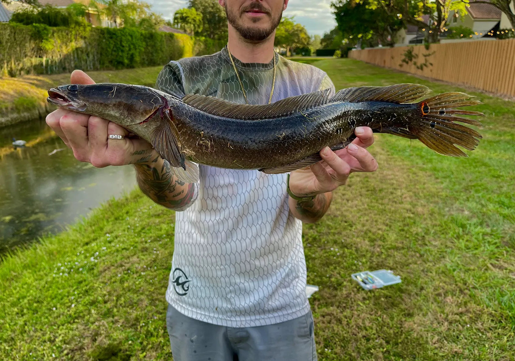 Bullseye snakehead